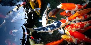 cara merawat ikan koi