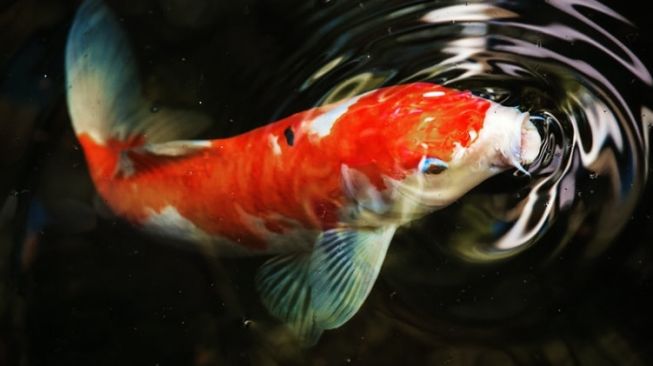 ikan koi tidak mau makan